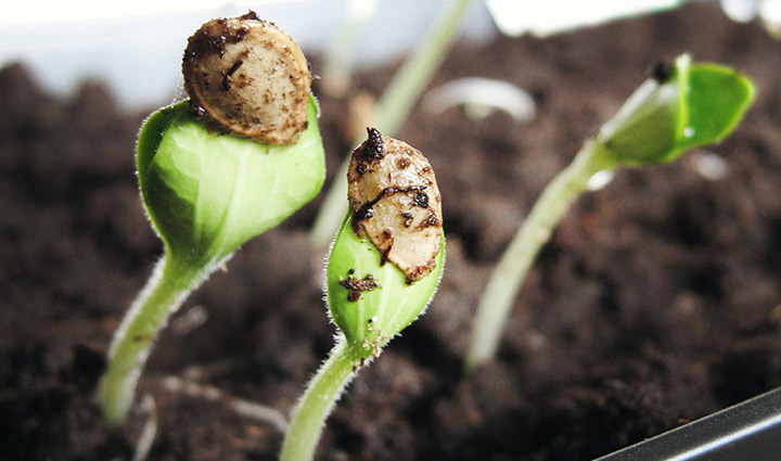 Get ready to start seeds
