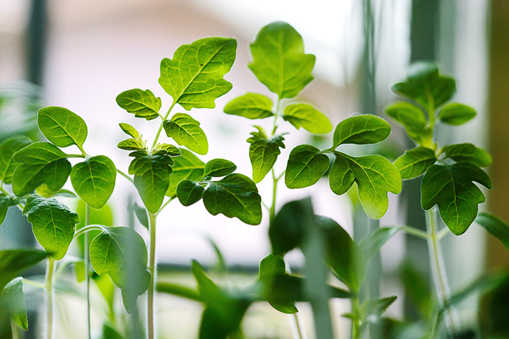 It's a great time to start seeds