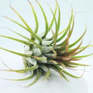 air-plant-image