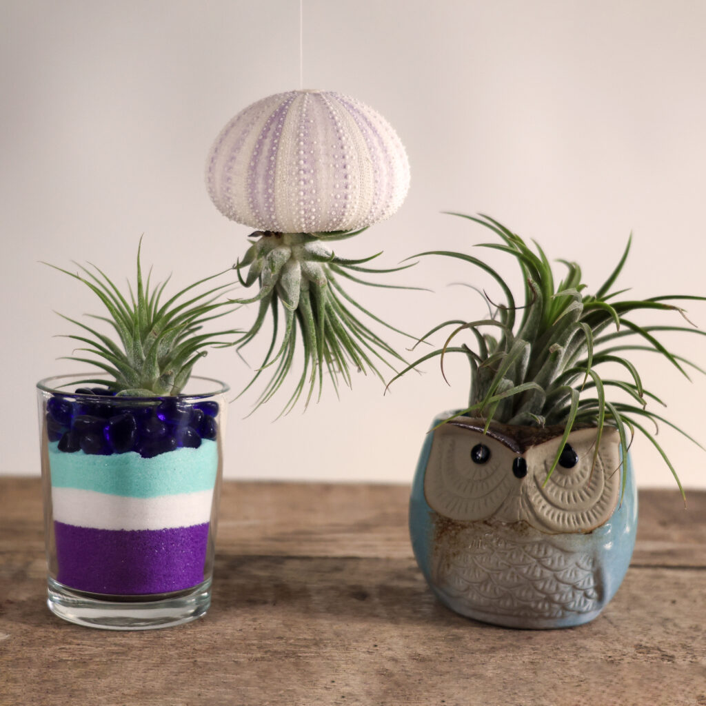 Air Plants are the perfect plants to grow indoors!